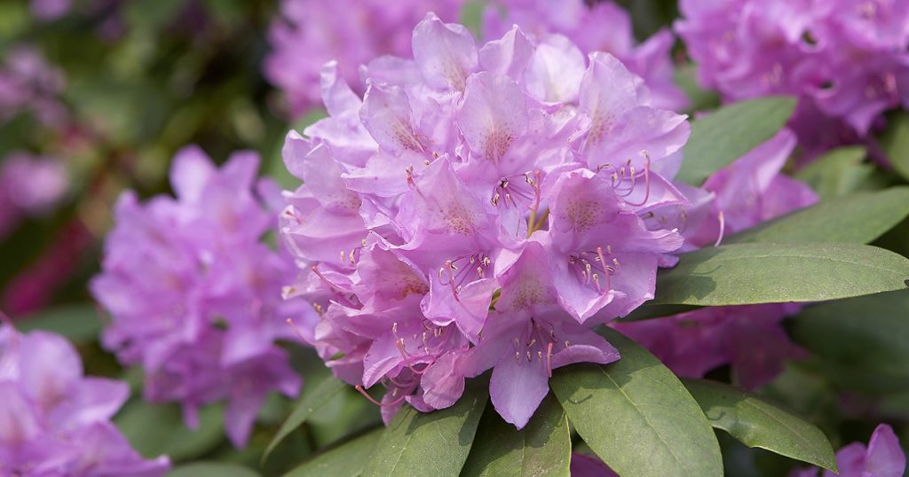 Close up picture of a purple rhododendron flower in bloom
